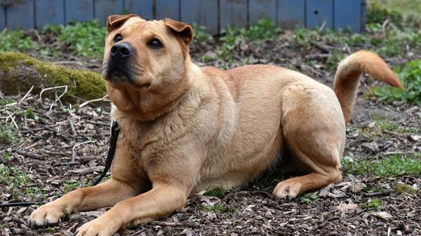 Charly, ein kastrierter Rüde, hat bereits viel durchgemacht. Trotz großer Fortschritte gab es immer wieder Rückschläge, sodass er von einer Trainingsstelle zurück ins Tierheim musste - unverschuldet und mit viel Pech. Dennoch ist er lebensfroh, genießt Spaziergänge und baut zunehmend Vertrauen zu seinen Pflegern auf. Für den Shar-Pei-Mix (geb. 2019) werden erfahrene und engagierte Hundefreunde gesucht, die ihm eine Chance geben.
