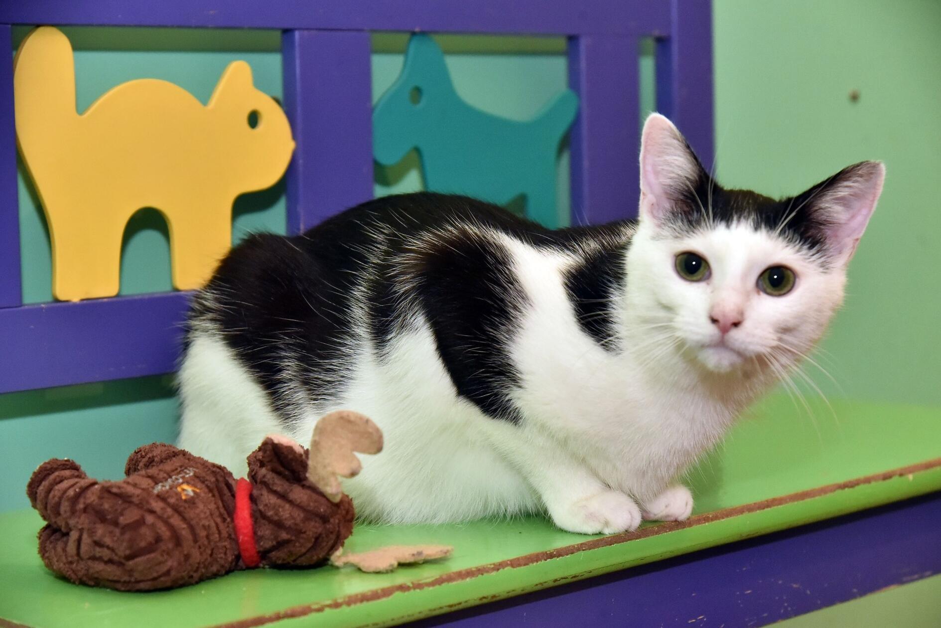 Kater Elvis, geboren zirka Juli 2025, männlich, kastriert, gechipt, geimpft, entwurmt. Noch ist er ein bisschen scheu.