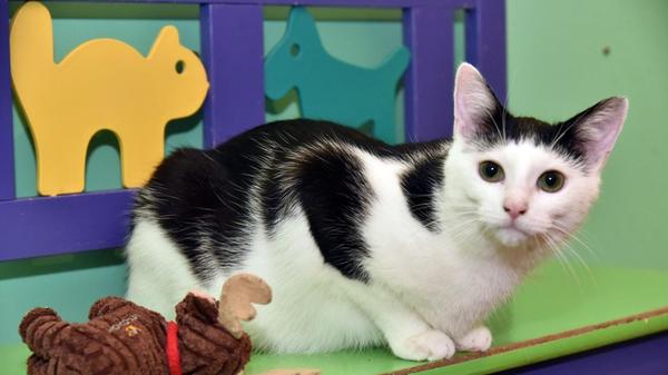 Kater Elvis, geboren zirka Juli 2025, männlich, kastriert, gechipt, geimpft, entwurmt. Noch ist er ein bisschen scheu.