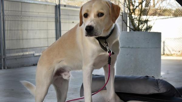 Snow ist ein unkastrierter, einjähriger Rüde, der zwar sehr liebevoll mit seinen Bezugspersonen umgeht, Fremden gegenüber aber sehr misstrauisch ist. Da Snow kein Anfängerhund ist, wünschen wir uns für ihn Menschen mit Hundeerfahrung und ohne Kinder.