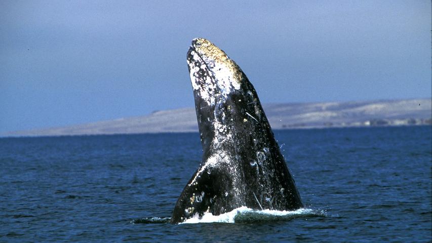 Wale zu juristischen Personen erklärt: Neuseelands Maori mit bahnbrechender Entscheidung