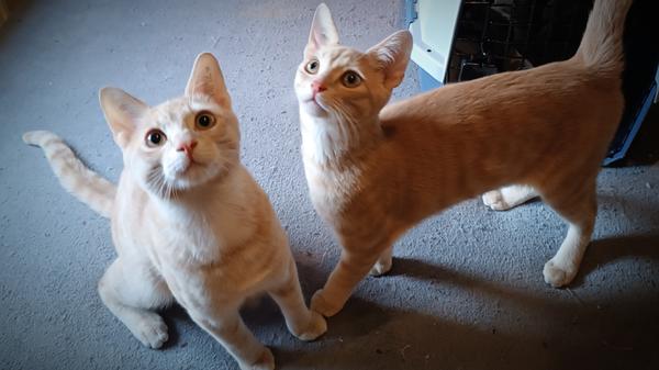 Für die zwei roten Kater „Lennert“ und „Liam“ verlief der Start ins Leben etwas holprig, denn schon nach kurzer Zeit hatte die Katzenmutter keine Lust mehr, sich um ihren Nachwuchs zu kümmern. Diese Aufgabe legte sie erleichtert, aber auch vertrauensvoll, in die Hände einer Tierheim-Mitarbeiterin, die die winzigen Kätzchen dann mit dem Fläschchen aufzog. Zu „Lennert“ und „Liam“ gehörten noch fünf weitere Geschwisterchen, geboren wurden die Kätzchen am 31. August 2023 und sie sind, wie die meisten Handaufzuchten, lieb, verschmust und zutraulich. Mittlerweile sind alle Katzen geimpft, kastriert und bereit, sich einen neuen, gemeinsamen Wirkungskreis zu suchen. „Lennert“ und „Liam“ haben bisher nur in der Wohnung gelebt und sie werden auch bevorzugt in Wohnungshaltung vermittelt, wobei die Wohnung schon geräumig sein sollte. Nachdem die beiden Kater auch die Vorzüge eines Balkons bereits kennen, sollte das neue Zuhause auch wieder über einen gesicherten Balkon verfügen. Das Tierheim Neumarkt hat aus organisatorischen Gründen keine offiziellen Öffnungszeiten. Für Besuch, Beratung und Tiervermittlung vereinbaren Sie bitte vorher einen Termin. Die Tierpflegerinnen können sich dann uneingeschränkt Ihrem Anliegen widmen. Auch zum Gassi gehen ist ein vorheriger Anruf sinnvoll. Katzenkuscheln ist täglich zwischen 14 und 17 Uhr möglich. Das Tierheim ist täglich (außer an Sonn- und Feiertagen) von 13 bis 17 Uhr unter der Telefonnummer (09181) 22862 erreichbar. Hier geht es zur Internet-Seite des Tierheims