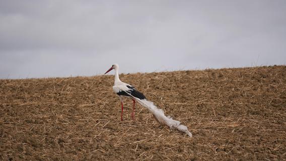 Von Plastikplane ausgebremst: Storch im Landkreis Weißenburg-Gunzenhausen mit "Schleppe" unterwegs
