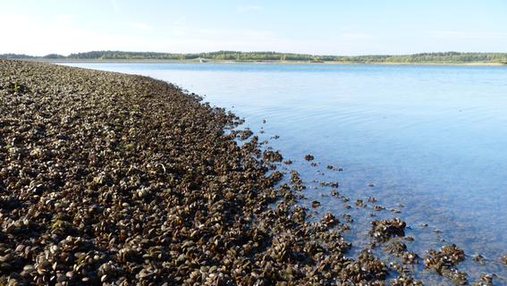 Invasive Muschelart fühlt sich auch im Brombachsee wohl: Wird es so schlimm wie am Rothsee?