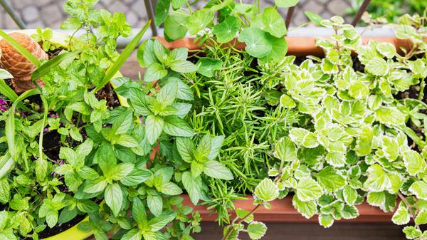 Kräuter und Pflanzen auf dem Balkon