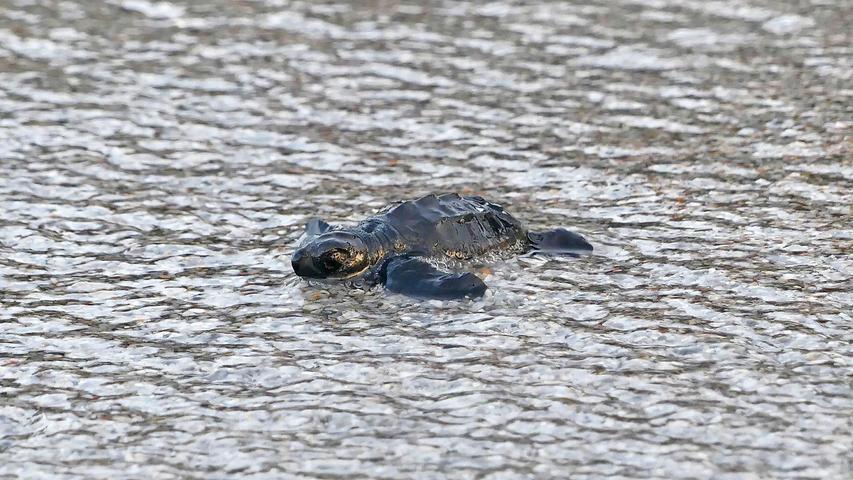 Babymeeresschildkröte am korsischen Strand Capo di Feno. Im westlichen Mittelmeer gab es im vergangenen Jahr ungewöhnlich viele Nistplätze von Meeresschildkröten.