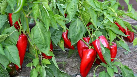 Paprika im Garten oder auf dem Balkon anpflanzen: Das ist der richtige Zeitpunkt
