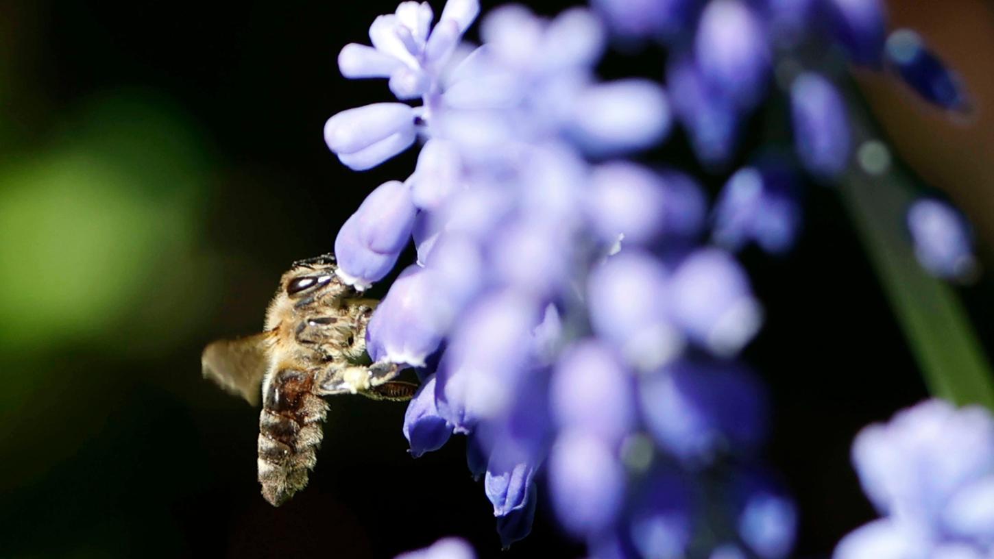 Hier erfahren Sie, wie Sie Bienen auf Ihrem Balkon oder aus der Wohnung fernhalten können - ohne gegen den Naturschutz zu verstoßen. (Symbolbild) 