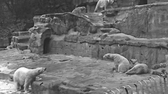 Tod im Tiergarten: Wer ließ die Eisbären frei?