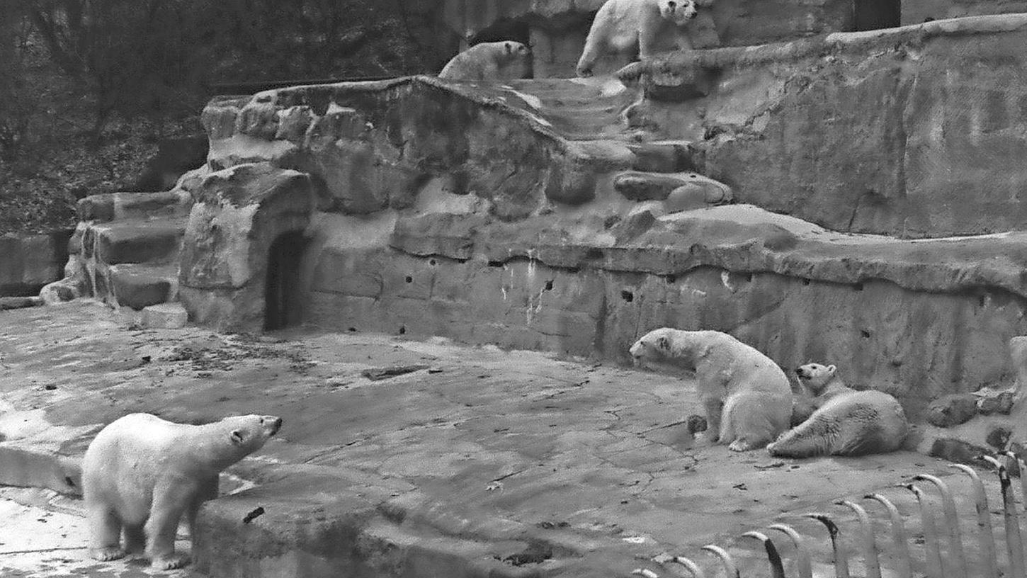 Als Leihgabe aus Karlsruhe kamen die Eisbären nach Nürnberg. Zurück nach Hause kehrte keiner.