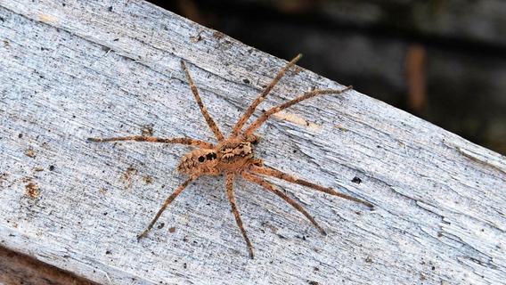 Auch in Nürnberg ist Vorsicht geboten: Die giftige Nosferatu-Spinne verbreitet sich in Deutschland