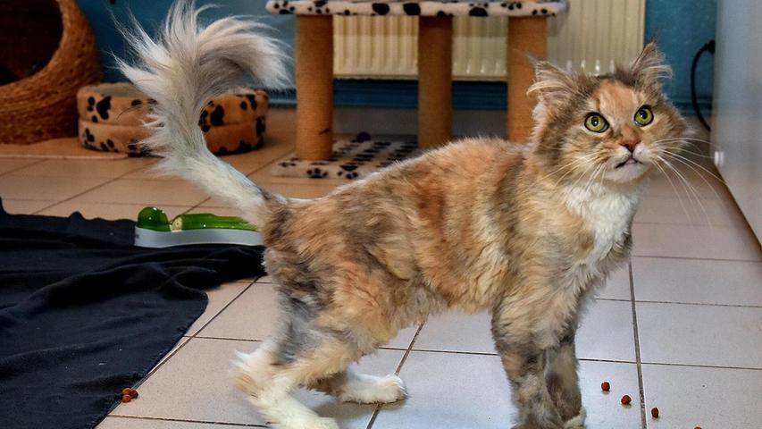 Irie ist eine etwa 2009 geborene Sibirische Waldkatze. Menschen gegenüber ist sie sehr freundlich, gegenüber anderen Katzen ist sie eine Diva, weshalb sie nur alleine vermittelt wird. Irie wird in die Wohnung oder in den gesicherten Freigang vermittelt.