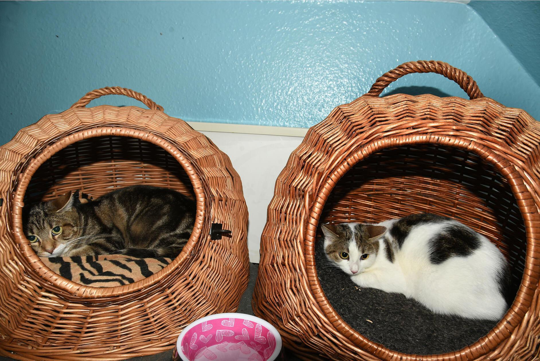 Fedor getigert, männlich, kastriert, geboren ca. Mai 2025, noch scheu. seine Schwester: Fio weiß m. getigerten Abzeichen, weiblich, kastriert, geboren ca. Mai 2025, noch scheu.