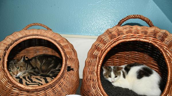 Fedor getigert, männlich, kastriert, geboren ca. Mai 2025, noch scheu. seine Schwester: Fio weiß m. getigerten Abzeichen, weiblich, kastriert, geboren ca. Mai 2025, noch scheu.