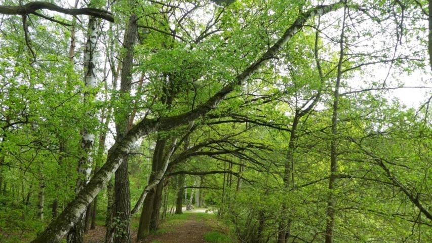 Dieser idyllische romantische Waldweg in der Nähe der Karpfenteiche lädt zu meditativen Spaziergängen ein.