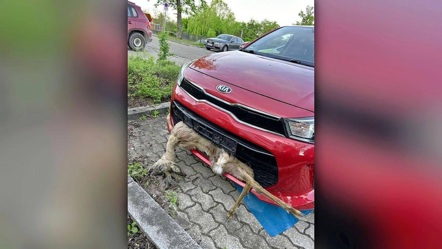 Gut "versteckt" hatte sich das Reh nach dem Zusammenprall mit einem Pkw: Der Fahrer fand das tote Tier nach dem Unfall im Kühlergrill seines Fahrzeugs.