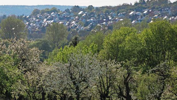 So schön blühen die Kirschbäume in der Fränkischen Schweiz