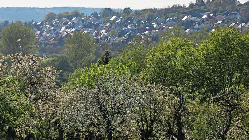 Foto-Streifzug rund ums Walberla zur Zeit der Kirschblüte
