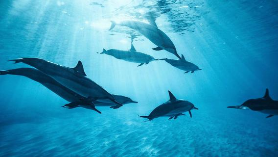 Artgerecht ist nur die Freiheit: Was gegen das Nürnberger Delfinarium spricht