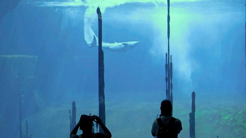 Auch im Becken können Delfine gut leben: Was für das Nürnberger Delfinarium spricht