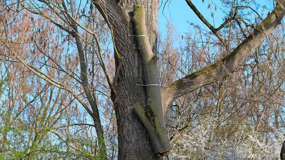 Spaziergänger wundern sich: Warum hängen Stücke von Baumstämmen im Fürther Wiesengrund?