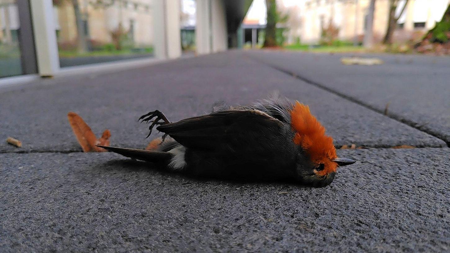 Trauriges Ende: Ein Rotkehlchen ist nach dem Flug gegen eine Glasscheibe tot.