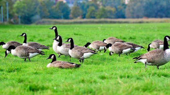 Gänseplage im Fürther Stadtpark: Grünflächenamt nimmt Nester ins Visier