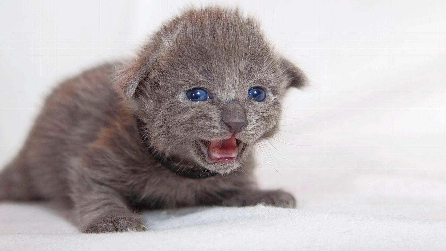 Für Kätzchen kann der Start ins Leben ganz schön schwer sein und nicht immer kann das Tierheim helfen.