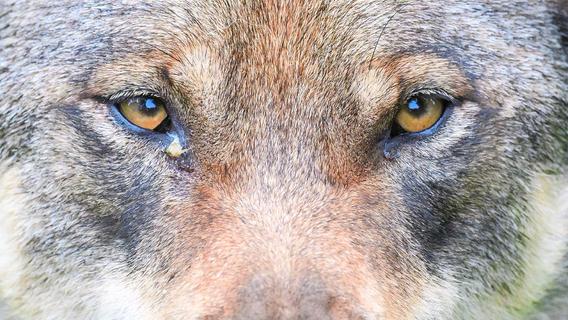 Abschuss möglich: Bund Naturschutz positioniert sich neu zum Wolf - das ist gut