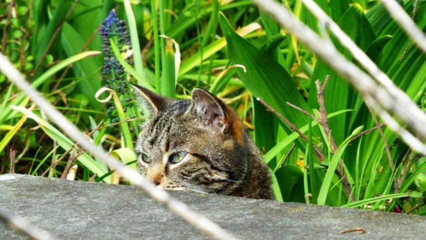 Diese Katze fühlt sich im Botanischen Garten in Erlangen sichtlich wohl.