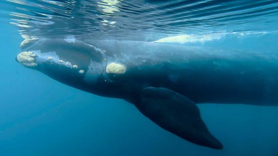 Gewagte Aktionen: Indigene erklären sich zu den Hütern der Erde - und den Rettern der Wale