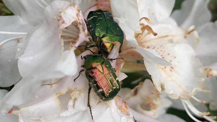Die Rosenkäfer laben sich am Nektar des Rhododendron, manchmal auch zu zweit, und danach sind sie regelrecht berauscht und machen gleich noch ein kleines Nickerchen.