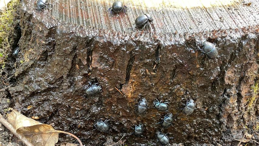 "Beetle Meeting" beim Nordic Walking im Wald in der Nähe von Worzeldorf. Auf einem alten Baumstumpf haben sich viele Mistkäfer aus der Familie Geotrupidae eingefunden, um sich an dem aus der Baumschnittstelle auslaufenden Saft zu laben.