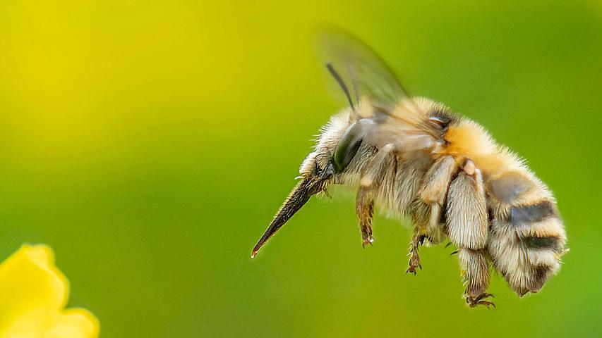 Bei Bienen denkt man wohl zuerst an Honigbienen. Dabei gibt es in Deutschland fast 600 Wildbienenarten, die alle zur Bestäubung der Pflanzen beitragen. Auf dem Foto ist die Gebänderte Pelzbiene (die eher selten vorkommt) im Anflug auf eine Blüte zu sehen.