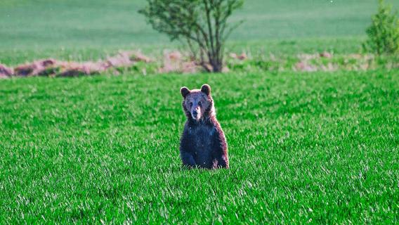Bären verbreiten zunehmend Angst in der Slowakei
