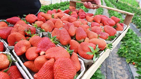 Erdbeeren aus Spanien: Warum 1,50 Euro für fränkische Erdbeeren ein unmöglicher Preis ist