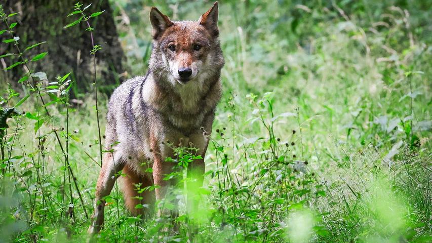 Junger Wolf reißt Wild im Landkreis Neumarkt - kurz darauf ist er tot