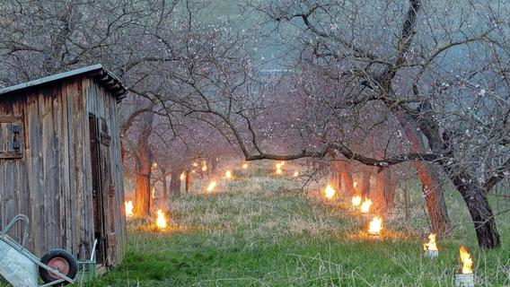 Angst vor dem Nachtfrost: Frankens Obstbäumen stehen kritische Tage bevor