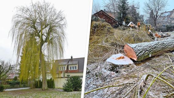 Eigentümer will sich illegale Baumfällung in Forchheim nachträglich genehmigen lassen