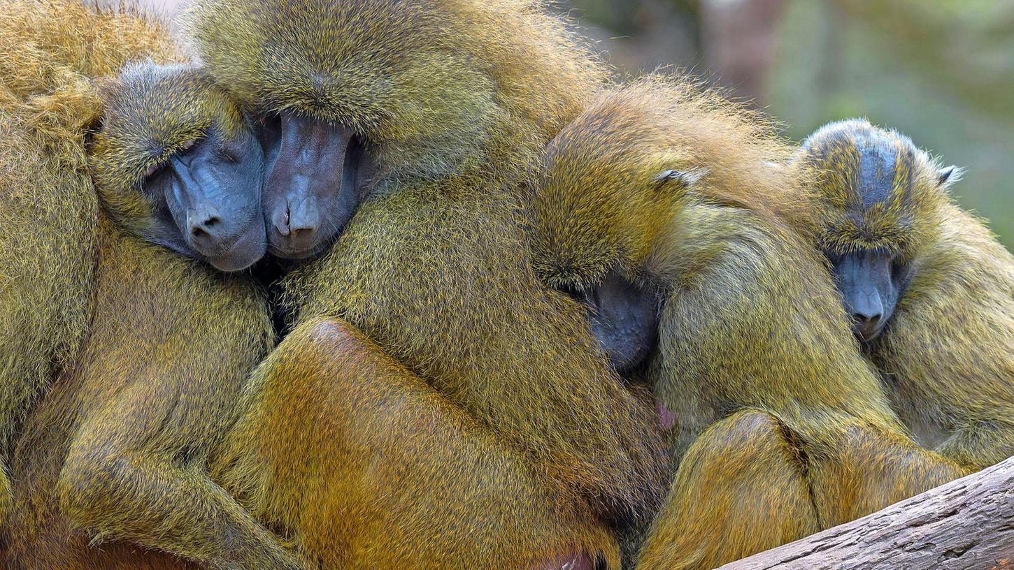 Mehrere Guinea-Paviane schlafen im Nürnberger Tiergarten dicht nebeneinander. Bald könnte sich entscheiden, ob sie der Tötung entgehen.