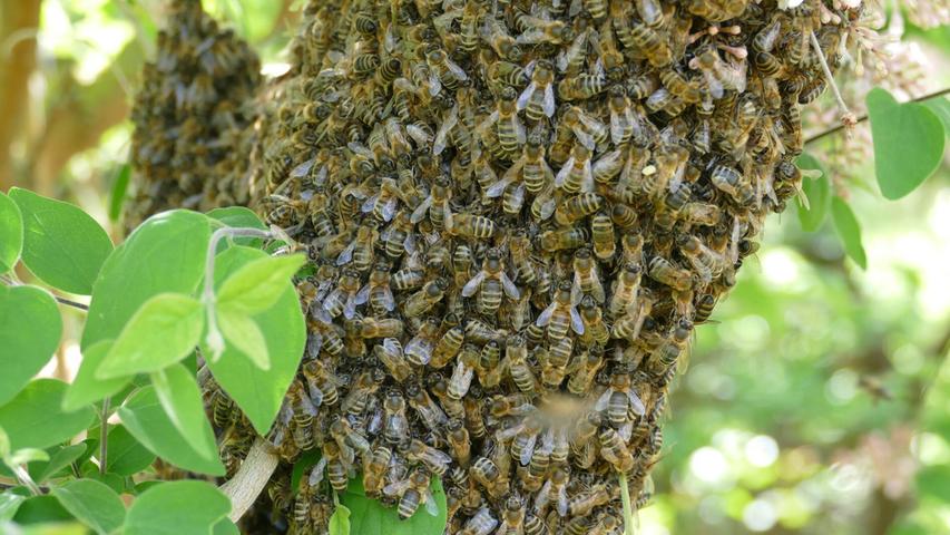 Unter lautem Summen hat sich ein Bienenvolk im Garten unseres Leserfotografen niedergelassen, der dieses beeindruckende Naturschauspiel glücklicherweise für uns mit der Kamera festgehalten hat.