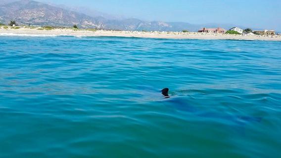 Küsten-Kinderstube: Junge Weiße Haie sind gern nah am Strand