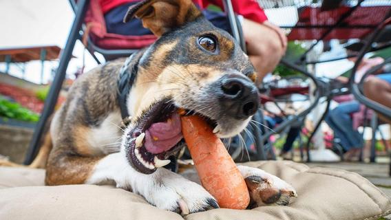 Schluss mit Würstel für Bello: Ist es vernünftig, seinen Hund vegan zu ernähren?