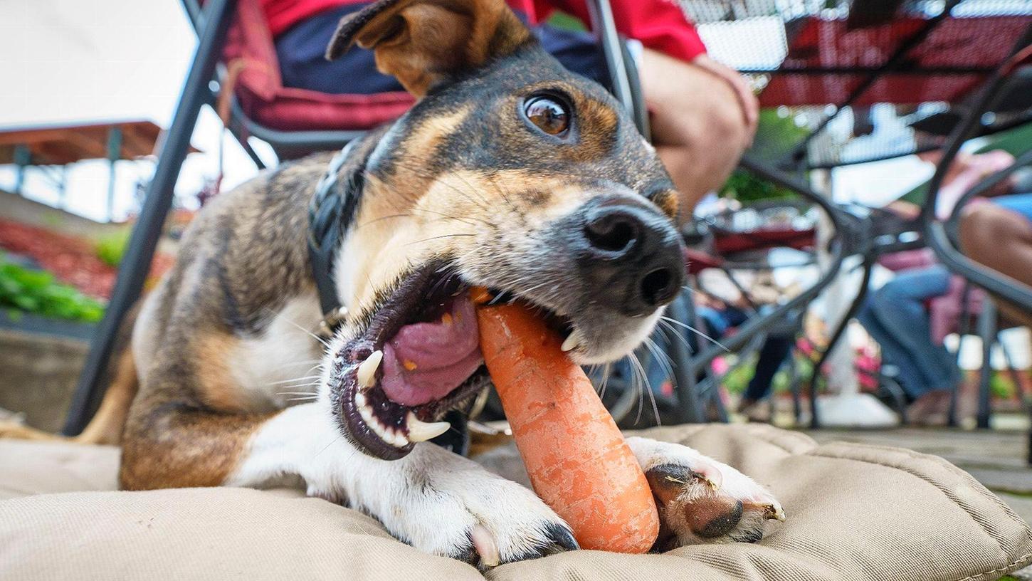 Karotte statt Knacker: Auch immer mehr Hundehalter entscheiden sich, ihren geliebten Vierbeiner tierleidfrei zu ernähren. Doch: Ist das artgerecht oder daneben?