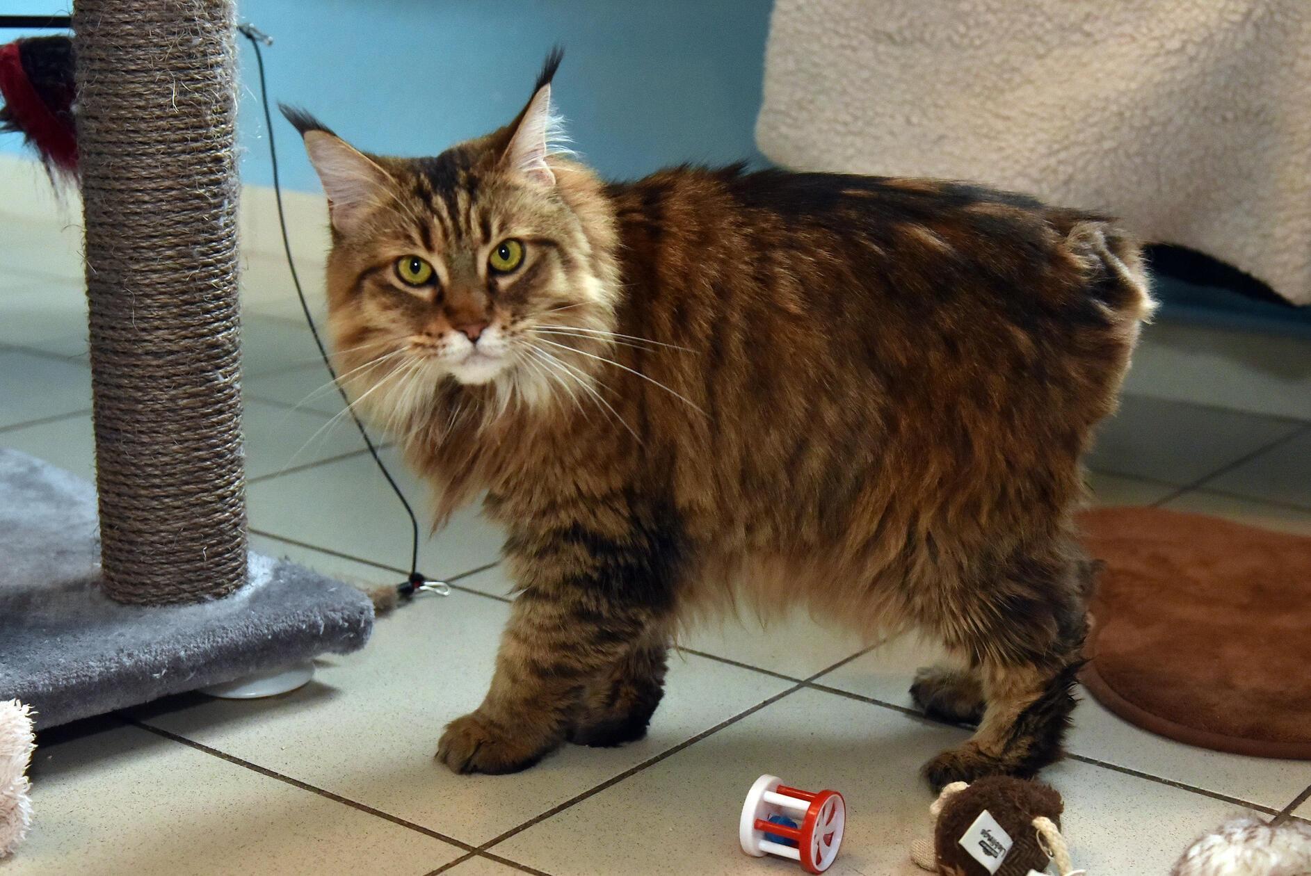 Tierheim-Erlangen-Diese-Tiere-suchen-derzeit-ein-neues-Zuhause