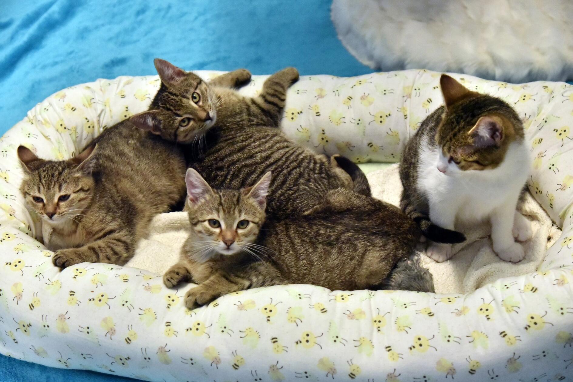 Memphis, Toulouse, Rio (männlich) und Tokio (weiblich) sind zirka acht Wochen alte Katzen, die gerne im Doppelpack ins neue Zuhause ziehen wollen. Sie sind alterstypisch verspielt und wünschen sich Freigang in ruhiger Lage.