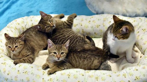 Memphis, Toulouse, Rio (männlich) und Tokio (weiblich) sind zirka acht Wochen alte Katzen, die gerne im Doppelpack ins neue Zuhause ziehen wollen. Sie sind alterstypisch verspielt und wünschen sich Freigang in ruhiger Lage.