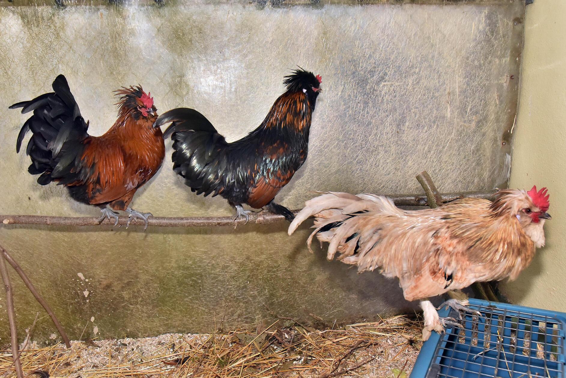 Hahns, Hahnnes und Huhndini. Diese drei Kerle haben schon viel erlebt; ausgesetzt und bei -3 °C draußen auf Hilfe gewartet. Vor unserer Tür nur ein paar Meter neben der Klingel, die Rettung und schnelle Hilfe geboten hätte. Jetzt suchen die drei Charmeure ein neues Zuhause mit viel Platz zum Scharren, Picken und einfach friedlich Huhn sein. Gern möchten sie zusammen bleiben. Sollte dies aber nicht möglich sein, dann ziehen sie auch gern allein in eine neue Hühnerschar. Wer so einen Hühnerhaufen besitzt und unseren Hähnen ein neues Zuhause schenken möchte, der melde sich bitte schnell bei unseren Pflegern.
