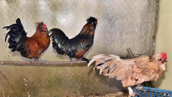 Hahns, Hahnnes und Huhndini. Diese drei Kerle haben schon viel erlebt; ausgesetzt und bei -3 °C draußen auf Hilfe gewartet. Vor unserer Tür nur ein paar Meter neben der Klingel, die Rettung und schnelle Hilfe geboten hätte. Jetzt suchen die drei Charmeure ein neues Zuhause mit viel Platz zum Scharren, Picken und einfach friedlich Huhn sein. Gern möchten sie zusammen bleiben. Sollte dies aber nicht möglich sein, dann ziehen sie auch gern allein in eine neue Hühnerschar. Wer so einen Hühnerhaufen besitzt und unseren Hähnen ein neues Zuhause schenken möchte, der melde sich bitte schnell bei unseren Pflegern.