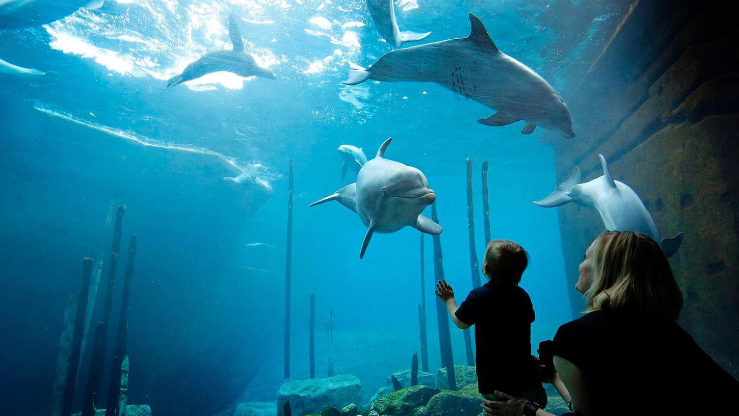 Keine Frage: Der Blaue Salon im Nürnberger Tiergarten ist faszinierend. Doch ist Delfinhaltung im Jahr 2024 noch guten Gewissens vertretbar?